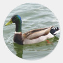 Search for mallard ducks stickers Nature