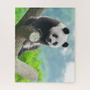 Search for cuddly puzzles Bear