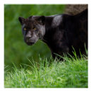 Search for black jaguars posters Big cat
