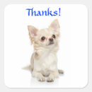 Search for long hair chihuahua stickers Puppies