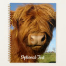 Search for highland cow office supplies Livestock