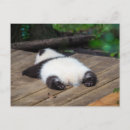 Search for cute baby panda postcards Sleeping
