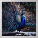 Search for tail feathers art Blue
