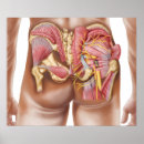 Search for muscular anatomy posters Posterior
