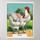 Search for vintage chicken posters Roosters