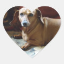 Search for dachshund heart stickers Doxie