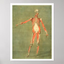 Search for muscularity posters Gautier