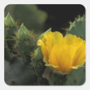 Search for prickly pear stickers Cactus