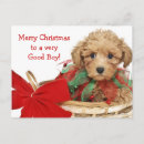 Search for poodle christmas cards Yorkshire terrier