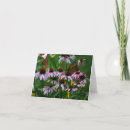 Search for cone flowers cards Garden