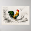 Search for antique chickens posters Country