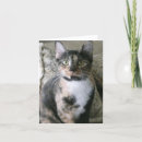 Search for calico cat birthday cards Funny