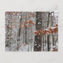 Search for winter trees postcards Forest