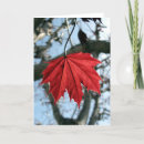 Search for red maple cards Nature