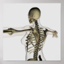 Search for human skeleton posters Skeletal system