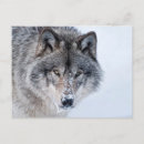 Search for timber wolf postcards Winter