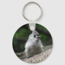 Search for titmouse Wild