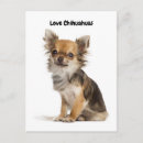 Search for pedigree postcards Chihuahua