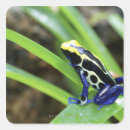 Search for dart frog stickers Central america