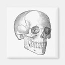 Search for vintage skull magnets Anatomy