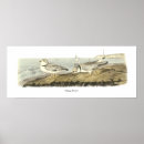 Search for plover posters Audubon