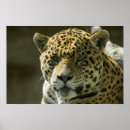 Search for jaguars art Feline