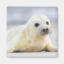 Search for getty magnets Nature