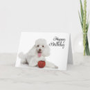 Search for happy birthday poodle white Puppy