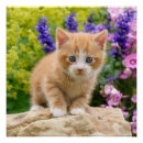 Search for ginger photography Cat