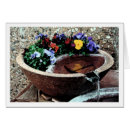 Search for viola photography Pansies