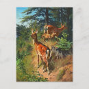 Search for cute fawn postcards Nature