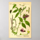 Search for lathyrus Vintage