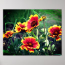 Search for gaillardia Daisy