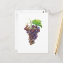 Search for bunch postcards Wine