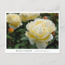 Search for tea horizontal postcards Lemon