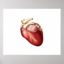 Search for human heart posters Ventricle