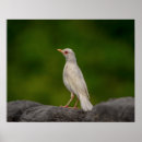Search for albino posters Bird