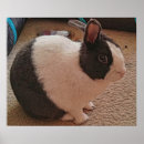 Search for black and white rabbit posters Bunnies