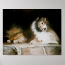 Search for shelti posters Shetland sheepdog