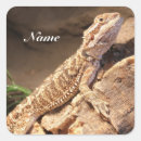 Search for bearded dragon stickers Gecko