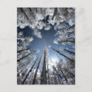 Search for cypress tree postcards Sky