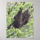Search for swarming Swarm of bees