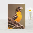 Search for oriole cards Wildlife