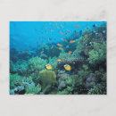 Search for fish swimming postcards Animal