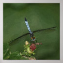 Search for dragonflies art Flower