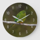 Search for orange clocks Wildlife