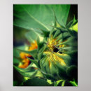 Search for giant sunflower art Floral