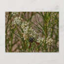 Search for foraging postcards Bee