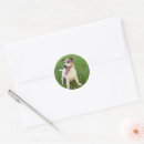 Search for cheek stickers Pet