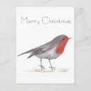 Search for robins postcards Watercolor